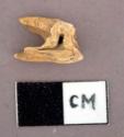 Animal tooth fragment