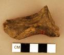 Animal bone fragment, burned, proximal scapula