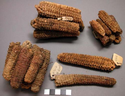 Corn cobs