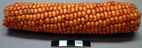 Corn: Red and White