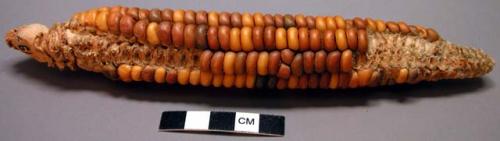 Corn: Speckled