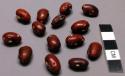 Spotted beans, utguwa sagaoh