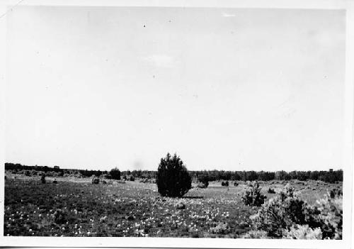 Photo of Primrose blossoms, Grassy Glade