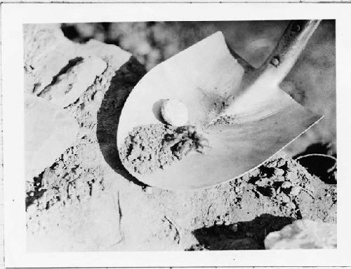 Photo of Tarantula and egg sac on standard dirt shovel