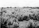 Main house, unexcavated, Large Group