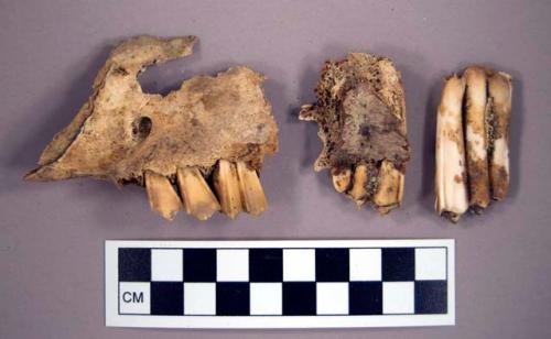 Faunal remains, fragments