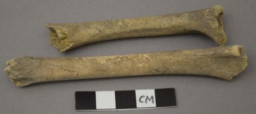 Faunal remains, small mammal, long bone, shaft