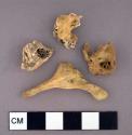 Faunal bone