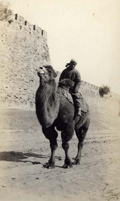 Man on camel near wall