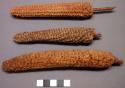 Corn cobs on sticks