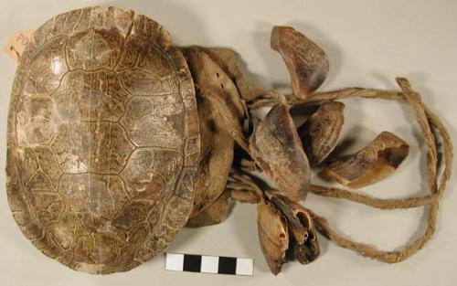 Turtle shell rattle