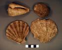 Shells, including two scallop shells