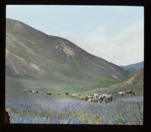 Wulsin expedition in the Tibetan grasslands, September 1923
