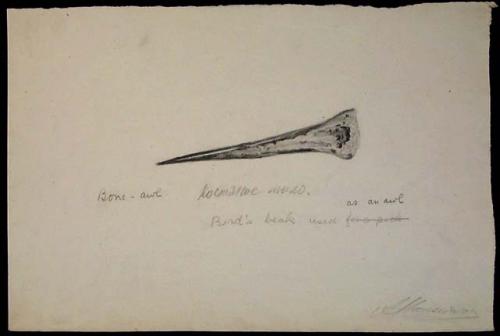 Drawing of bird beak awl