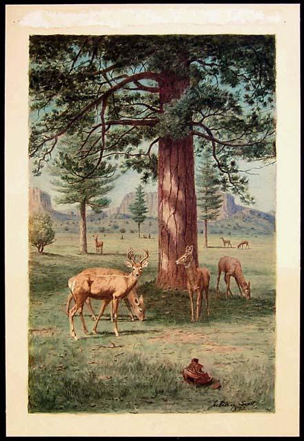 "Deer Meadows-Zuni Huts"