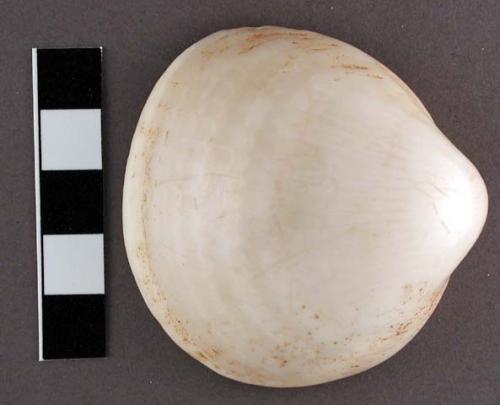 Glycymeris shell, complete, surface smoothed - 5.6 x 5.7 cm.