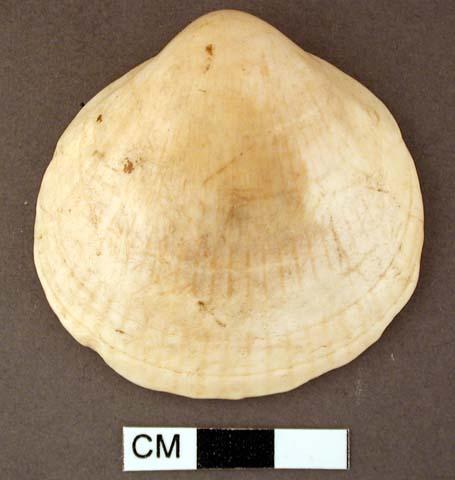 Shell, bivalve, highly polished exterior