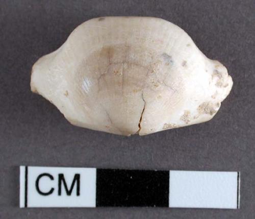 Piece of carved shell. 2.7 x 1.6 cm.