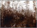 Wetlands Near Bayou Lacombe, Louisiana