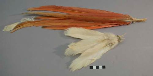 Feathers for featherwork