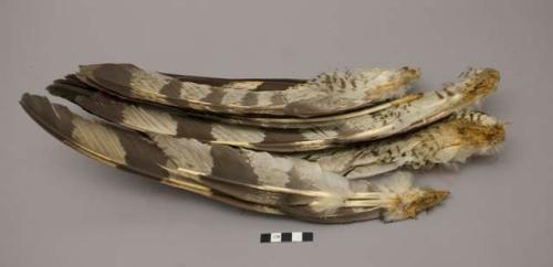 Partial bird wing and loose feathers