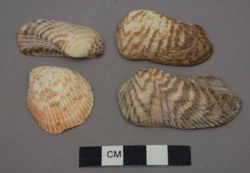 Undecorated shells