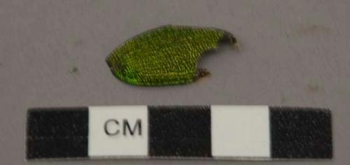 Beetle wing fragments.