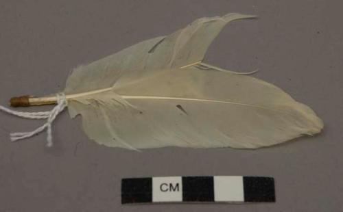 Ornament, 2 white feathers, small, tied together w. fiber string.