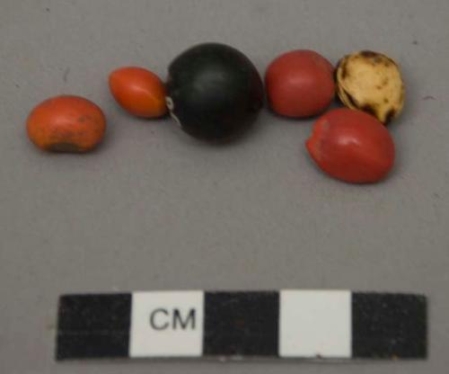 Scarlet seeds of two species