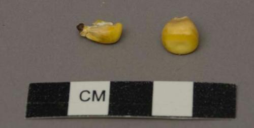 Corn kernels (3), unknown organic material fragments (2)