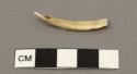 Tooth fragments from ankle ornament