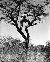 John Marshall climbing a tree in order to film from it