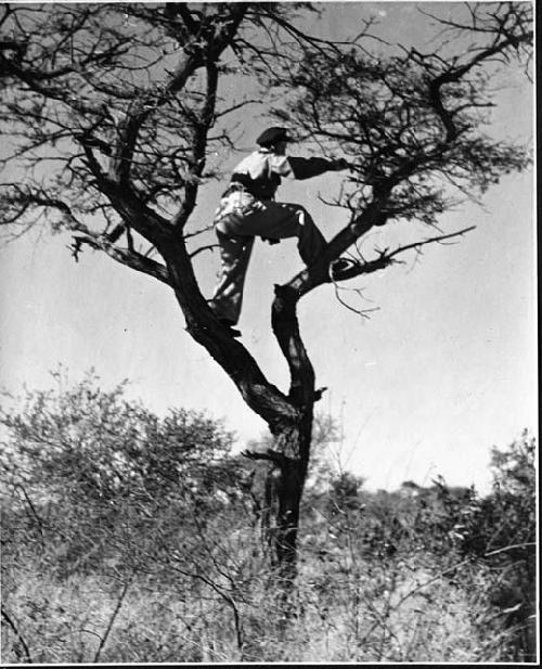 John Marshall climbing a tree in order to film from it