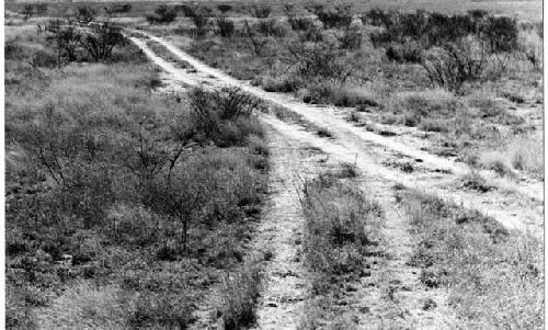 Road tracks made by the expedition's trip to fetch wood