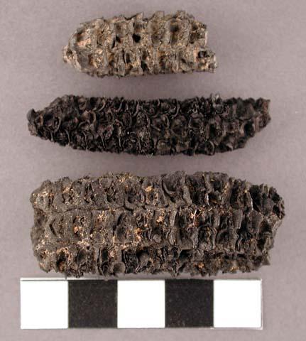 Corn cob fragments, charred