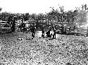 Men roping up cattle