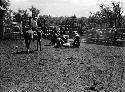 Men roping up cattle