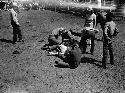 Men roping up cattle