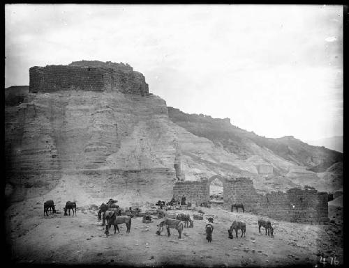 Pack animals in front of ruins