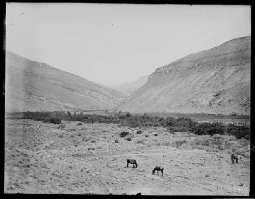 Valley with three animals