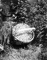 Basket among plants, "left as offering on graves, Parry Islands"