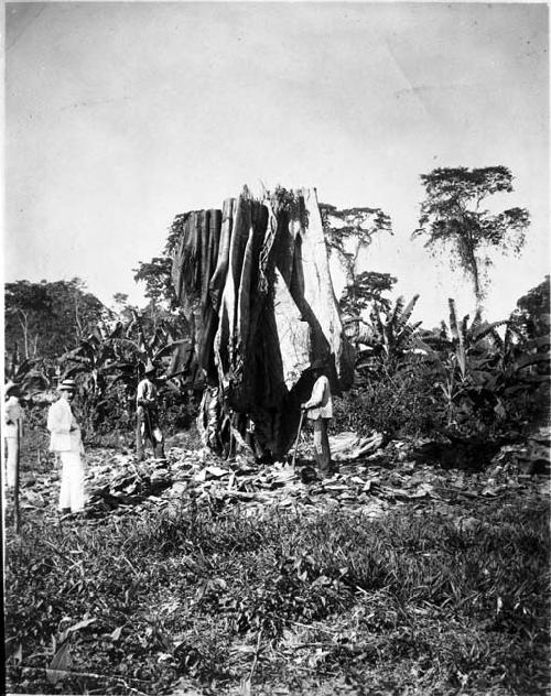 Cutting down of a ceiba tree