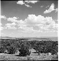 Landscape of foliage and sky