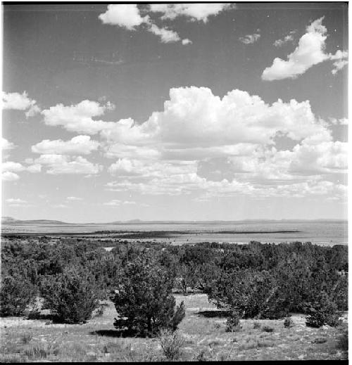 Landscape of foliage and sky