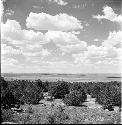 Landscape of foliage and sky