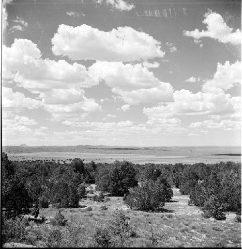 Landscape of foliage and sky