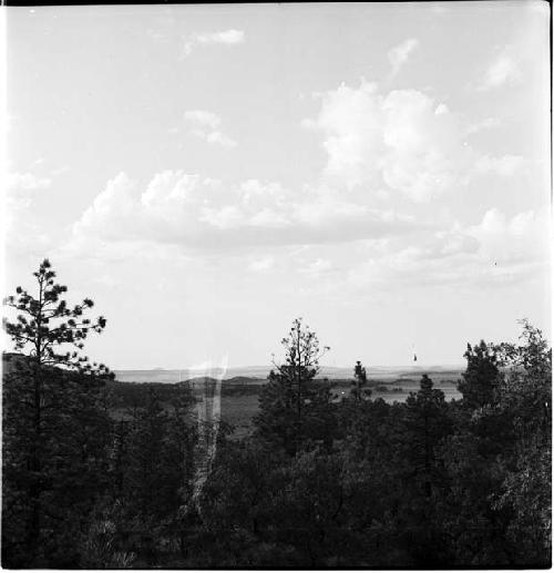 Landscape of trees and sky