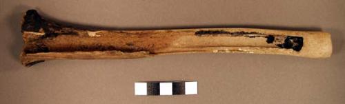 Bone, faunal long bone, split lengthwise, part mended with glue