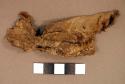 Animal Hide fragment