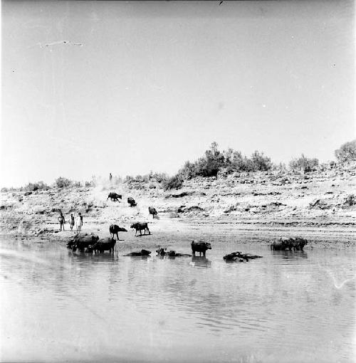 Animals and people on a shoreline